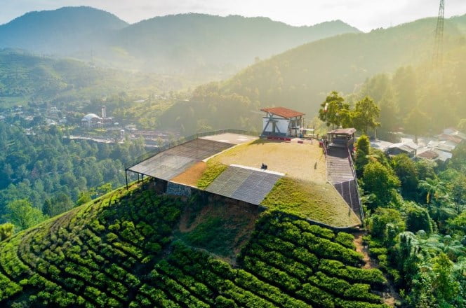 Kebun Teh Gunung Mas