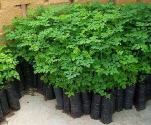 Manfaat Pohon Kelor dan Harga Bibit Pohon Kelor