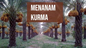 Inilah Cara Mudah Menanam Kurma Supaya Cepat Berbuah di Indonesia