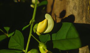 Pinjol dengan Bunga Paling Rendah